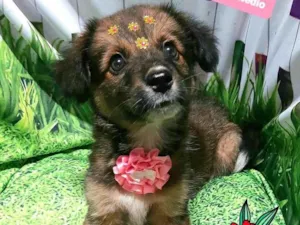 Cachorro raça SRD-ViraLata idade 2 a 6 meses nome Vida