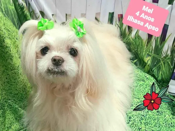 Cachorro raça Ilhasa apso  idade 4 anos nome Mel