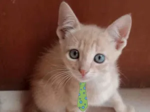 Gato raça Mestico  idade 2 a 6 meses nome Teo 