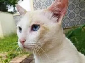 Gato raça SRD-ViraLata idade  nome Branco