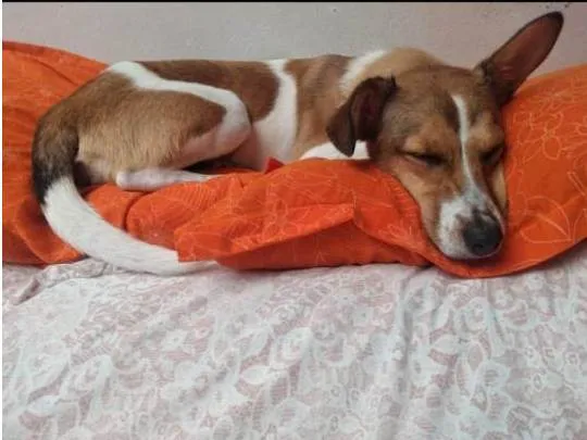 Cachorro ra a Fox paulistinha  idade 7 a 11 meses nome Kira