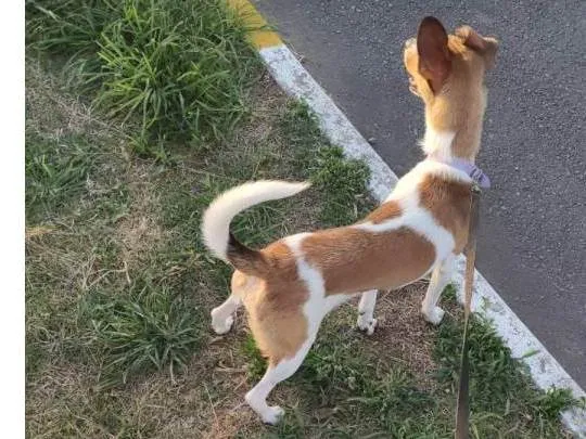 Cachorro ra a Fox paulistinha  idade 7 a 11 meses nome Kira