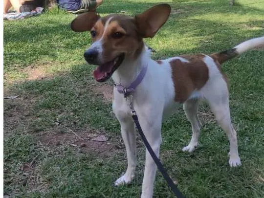 Cachorro ra a Fox paulistinha  idade 7 a 11 meses nome Kira