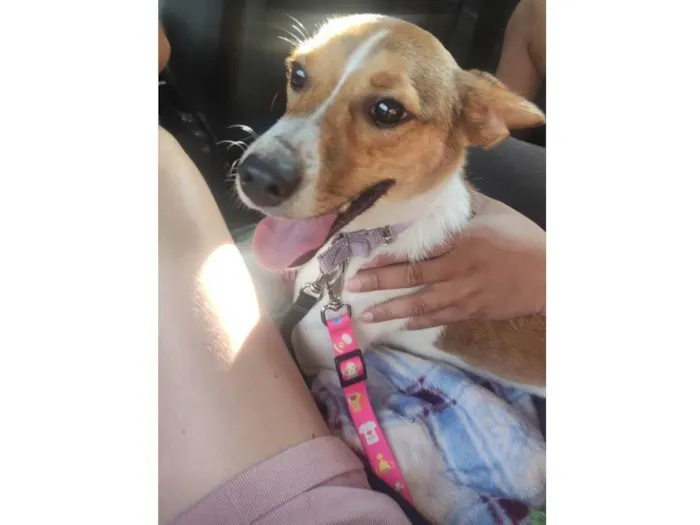 Cachorro ra a Fox paulistinha  idade 7 a 11 meses nome Kira