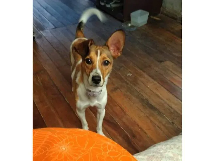 Cachorro ra a Fox paulistinha  idade 7 a 11 meses nome Kira