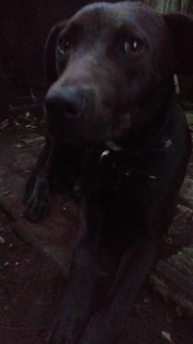 Cachorro ra a SRD-ViraLata idade 7 a 11 meses nome Lucky