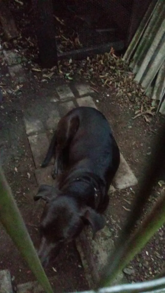 Cachorro ra a SRD-ViraLata idade 7 a 11 meses nome Lucky