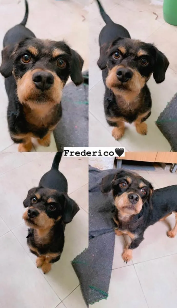 Cachorro ra a SRD-ViraLata idade 5 anos nome Frederico 