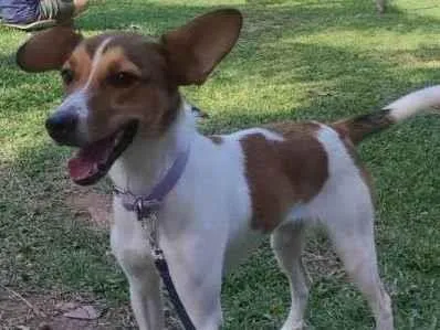 Cachorro ra a Fox paulistinha  idade 7 a 11 meses nome Kira