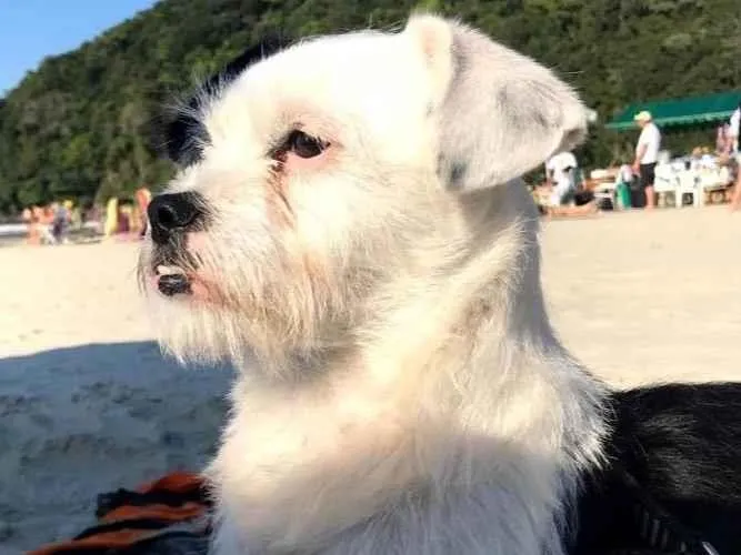 Cachorro raça SRD-ViraLata idade 3 anos nome Ubbe