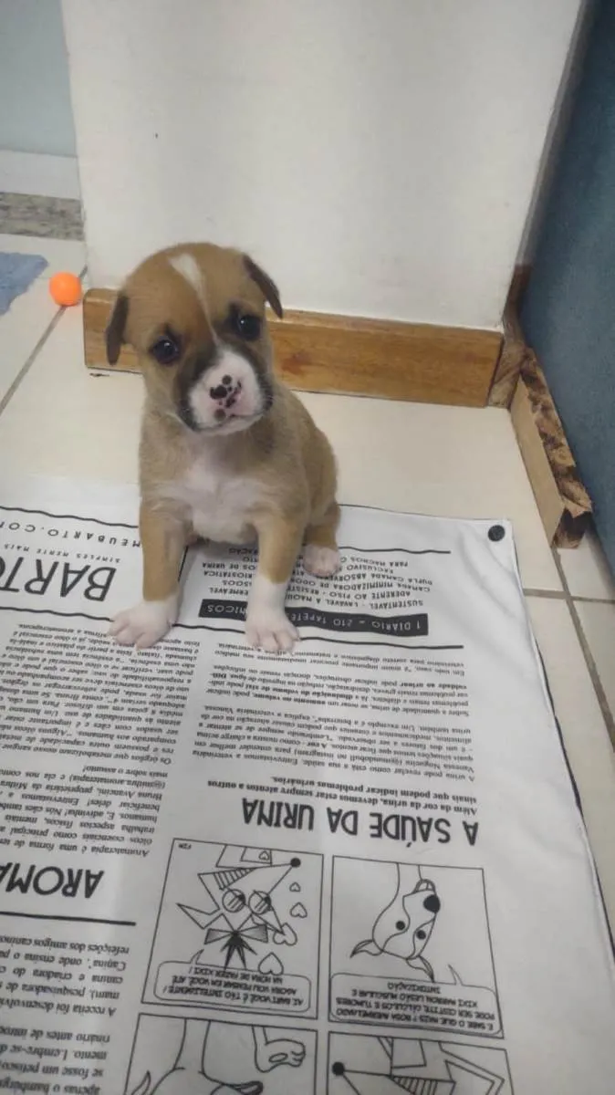Cachorro ra a SRD idade Abaixo de 2 meses nome SHAKIRA