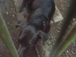 Cachorro raça SRD-ViraLata idade 7 a 11 meses nome Lucky