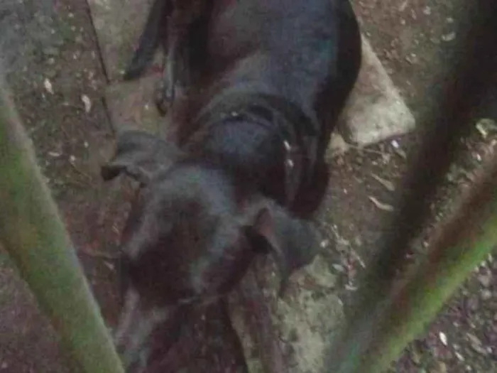 Cachorro ra a SRD-ViraLata idade 7 a 11 meses nome Lucky