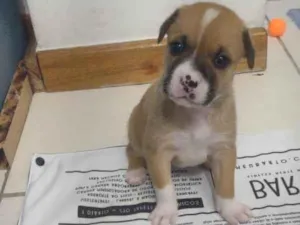 Cachorro raça SRD idade Abaixo de 2 meses nome SHAKIRA