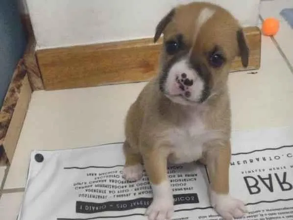Cachorro ra a SRD idade Abaixo de 2 meses nome SHAKIRA