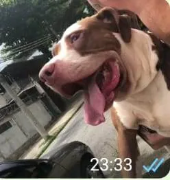 Cachorro ra a Pit-Bull idade 2 anos nome Melon