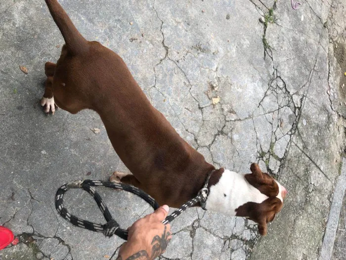 Cachorro ra a Pit-Bull idade 2 anos nome Melon