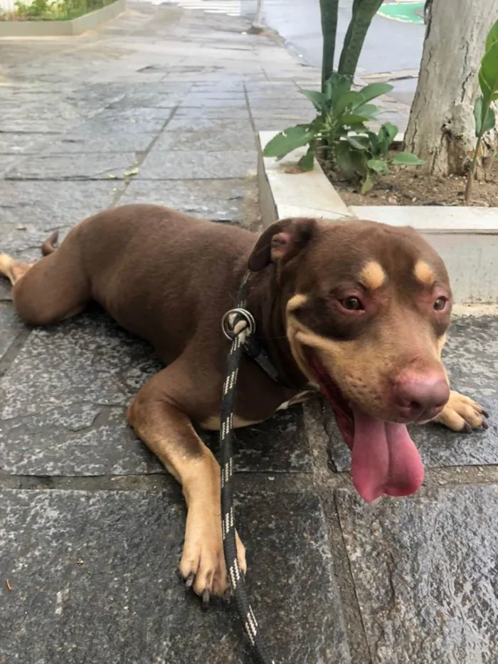 Cachorro ra a Pit-Bull idade 3 anos nome Ollie