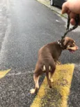 Ollie