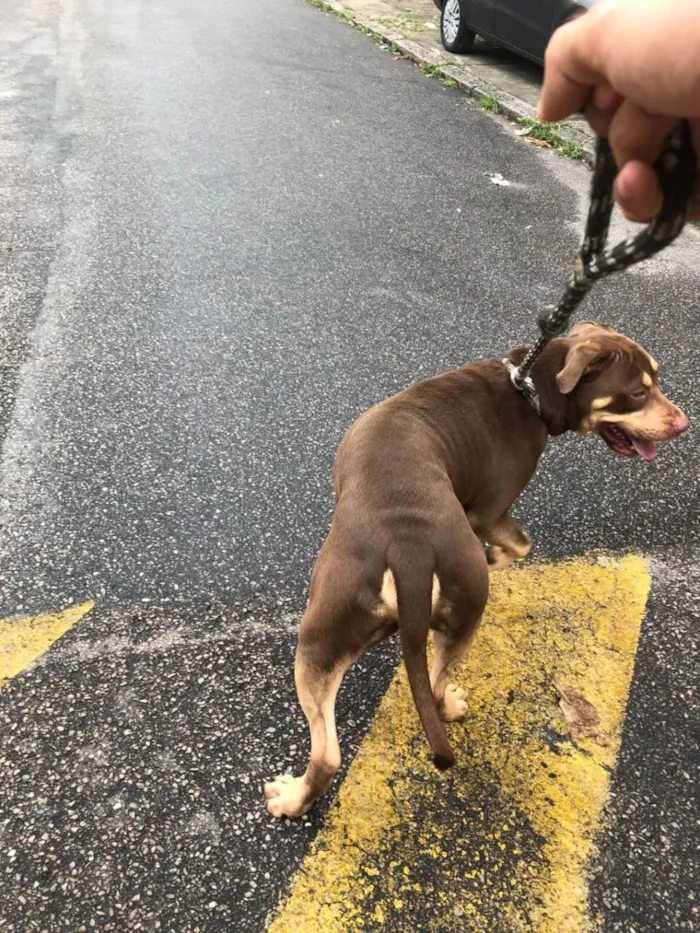 Cachorro ra a Pit-Bull idade 3 anos nome Ollie