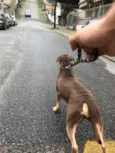 Ollie
