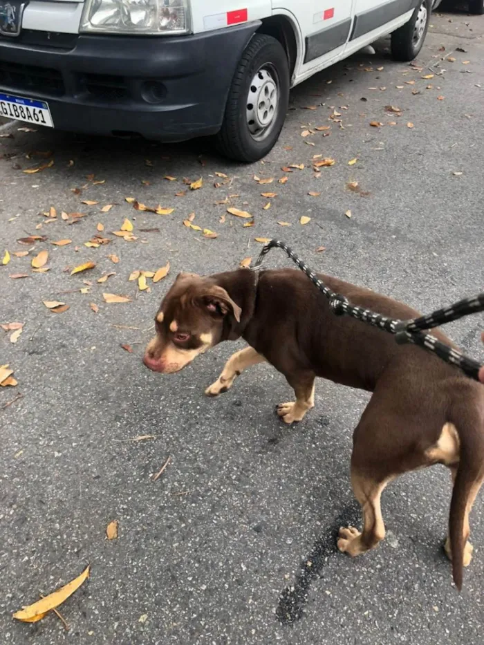 Cachorro ra a Pit-Bull idade 3 anos nome Ollie