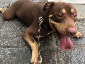 Cachorro raça Pit-Bull idade 3 anos nome Ollie