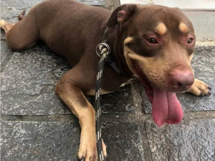 Cachorro ra a Pit-Bull idade 3 anos nome Ollie