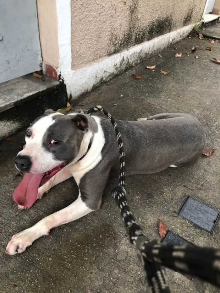 Cachorro ra a Pit-Bull idade 3 anos nome North