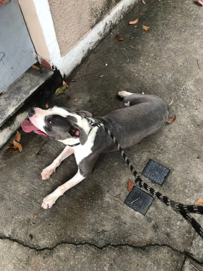 Cachorro ra a Pit-Bull idade 3 anos nome North