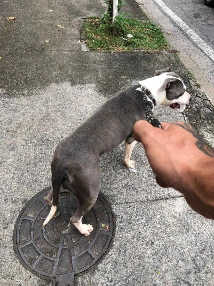 Cachorro ra a Pit-Bull idade 3 anos nome North