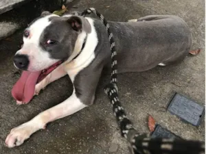 Cachorro raça Pit-Bull idade 3 anos nome North