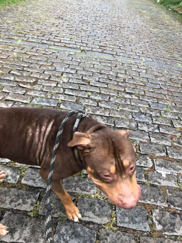 Cachorro ra a Pit-Bull idade 2 anos nome Blunt