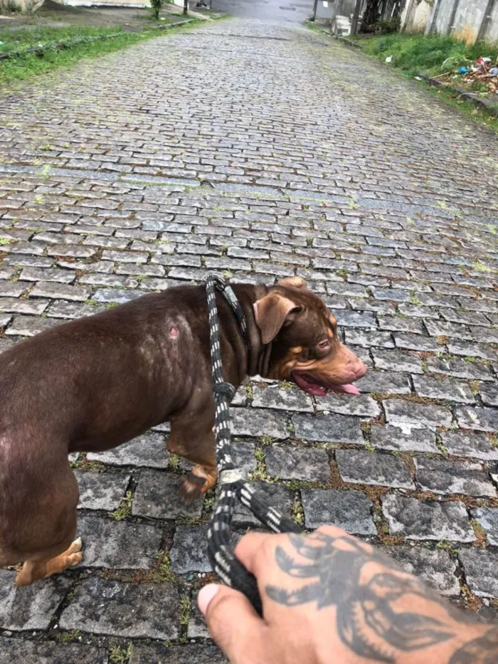 Cachorro ra a Pit-Bull idade 2 anos nome Blunt