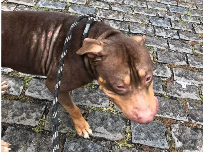 Cachorro ra a Pit-Bull idade 2 anos nome Blunt