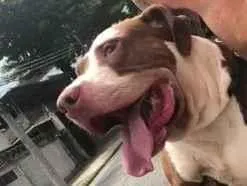 Cachorro raça Pit-Bull idade 2 anos nome Melon