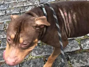 Cachorro raça Pit-Bull idade 2 anos nome Blunt