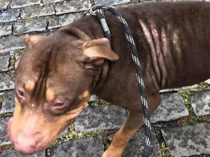 Cachorro ra a Pit-Bull idade 2 anos nome Blunt