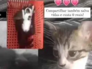 Gato raça Felinos  idade Abaixo de 2 meses nome Bebezinhos
