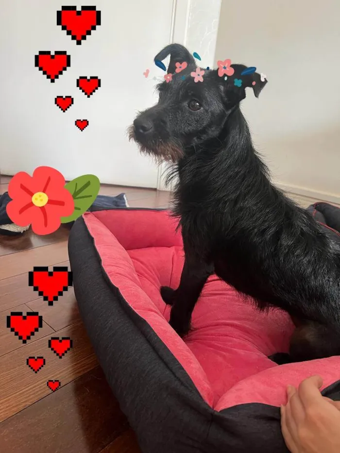 Cachorro ra a SRD-ViraLata idade 1 ano nome Malu