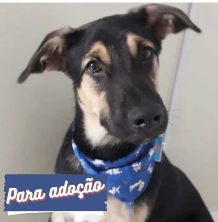 Cachorro ra a Srd idade 7 a 11 meses nome Bart