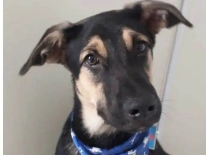 Cachorro ra a Srd idade 7 a 11 meses nome Bart