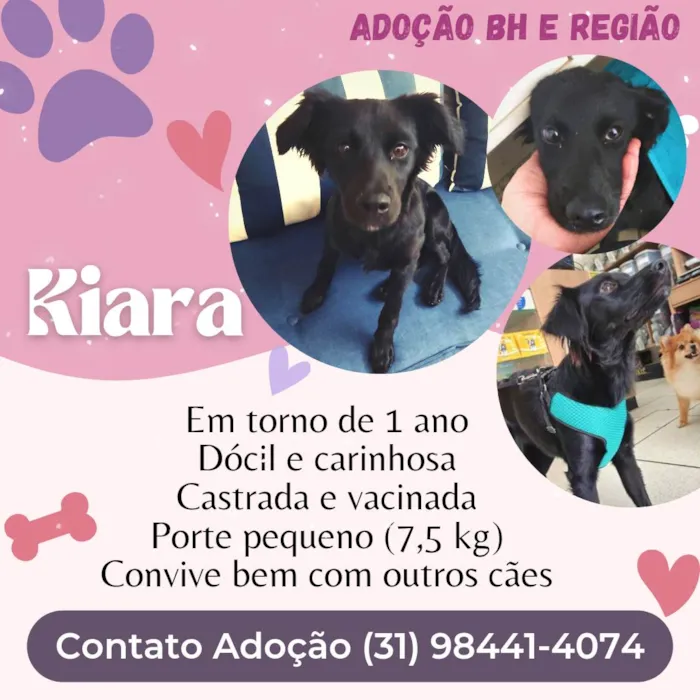 Cachorro raça SRD-ViraLata idade 1 ano nome Kiara