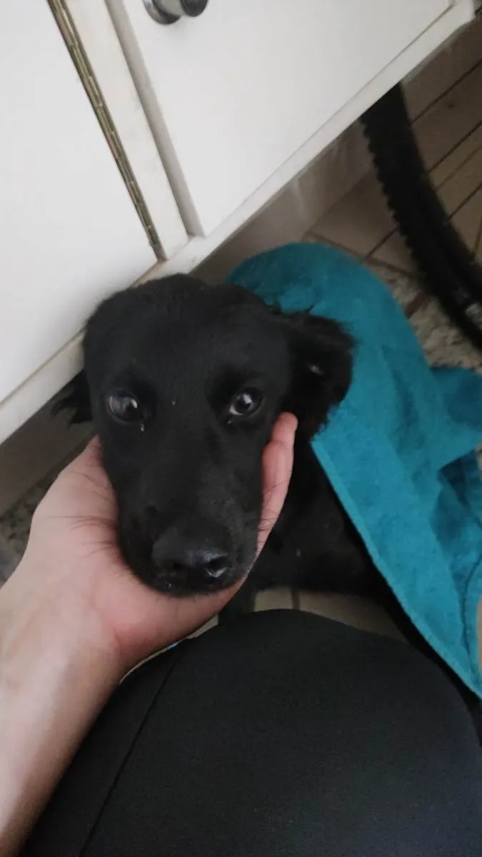 Cachorro raça SRD-ViraLata idade 1 ano nome Kiara