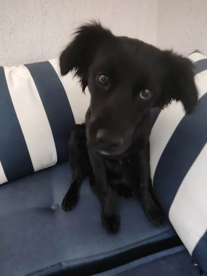 Cachorro raça SRD-ViraLata idade 1 ano nome Kiara