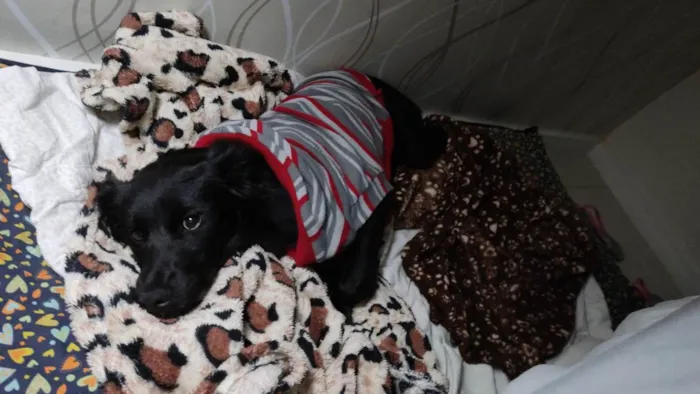 Cachorro raça SRD-ViraLata idade 1 ano nome Kiara