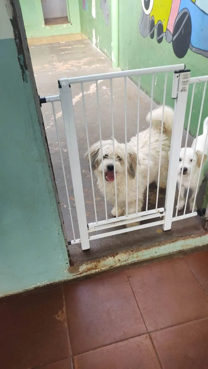 Cachorro ra a SRD-ViraLata com lhasa  idade 1 ano nome Arco