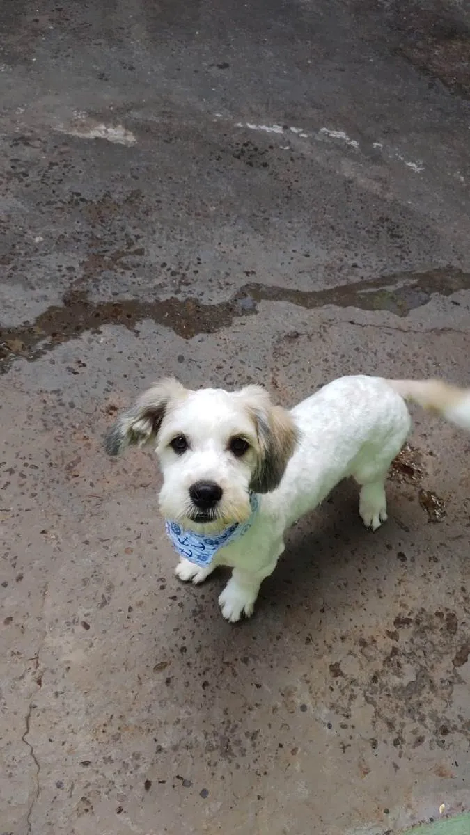 Cachorro ra a SRD-ViraLata com lhasa  idade 1 ano nome Arco