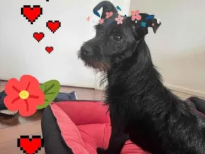 Cachorro raça SRD-ViraLata idade 1 ano nome Malu