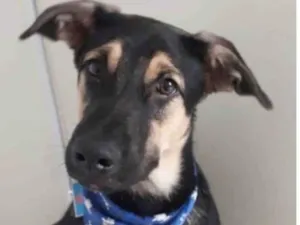 Cachorro ra a Srd idade 7 a 11 meses nome Bart